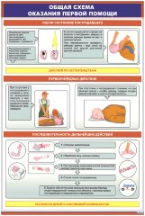 Плакат: Общая схема оказания первой помощи